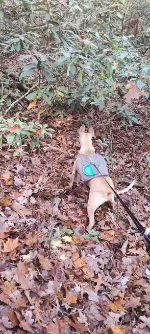 Maggie is fully focused during our hike today!