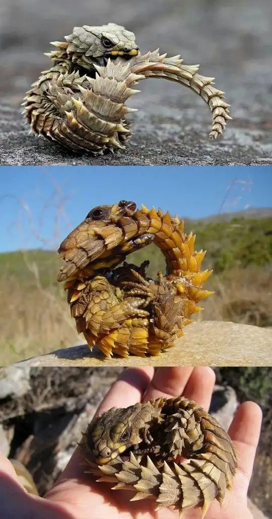 This Looks Like an Adorable Baby Dragon