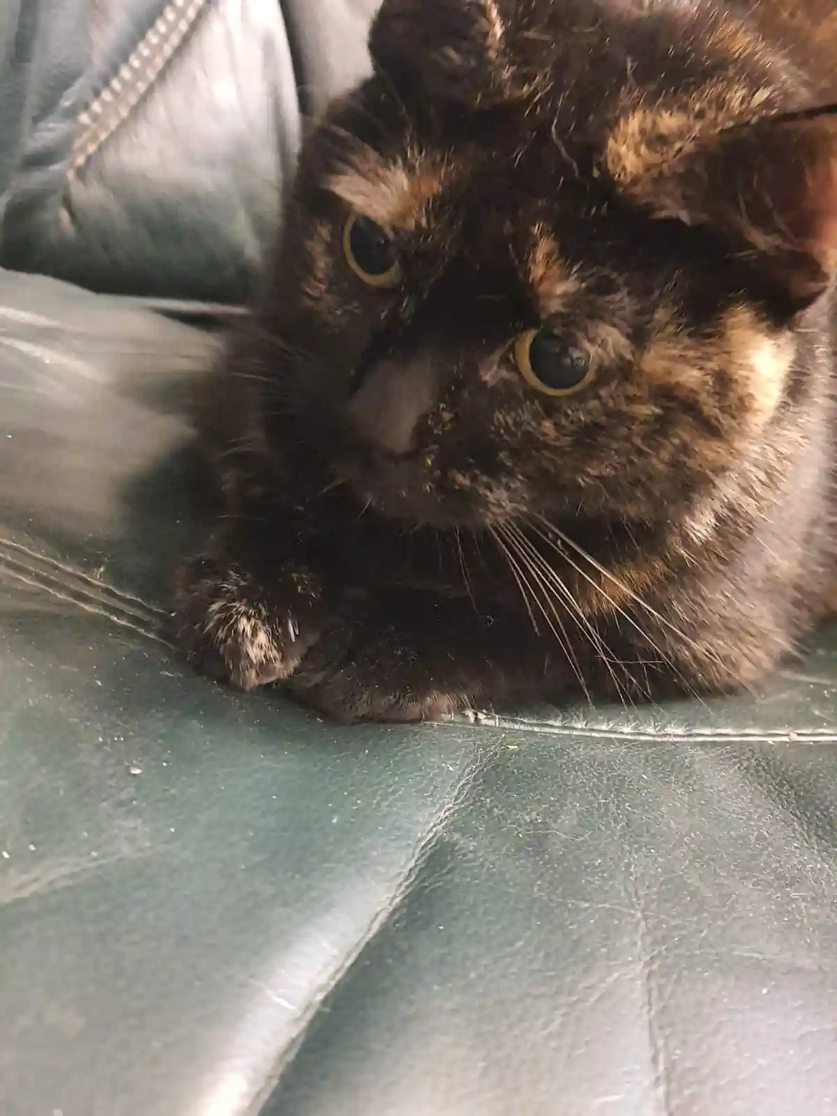 A tortoiseshell cat with wide, unimpressed eyes lies on a dark green leather couch, looking directly at the camera with a…
