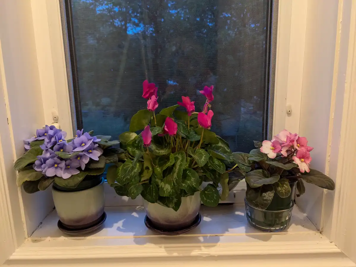 Three potted flowering plants sit on a white windowsill in front of a screen door. The plant on the left has purple flowers…