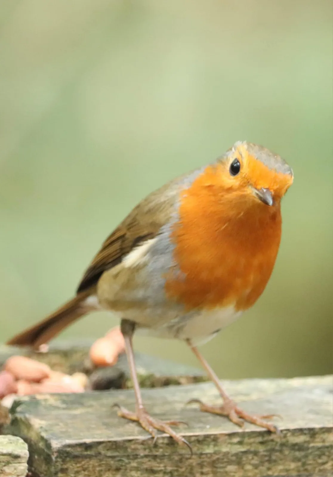 A close-up photo of a European robin with a bright orange breast, gray head and back, and white underbelly, standing on a…
