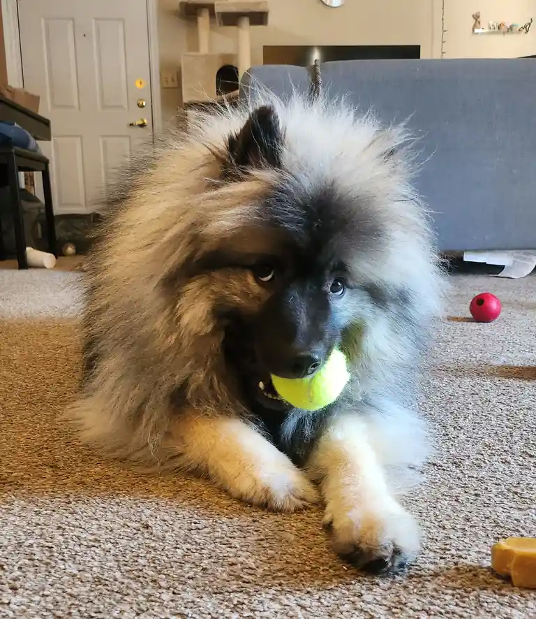 A fluffy, long-haired dog with a black and gray coat is lying on a beige carpet in a living room, holding a bright yellow…
