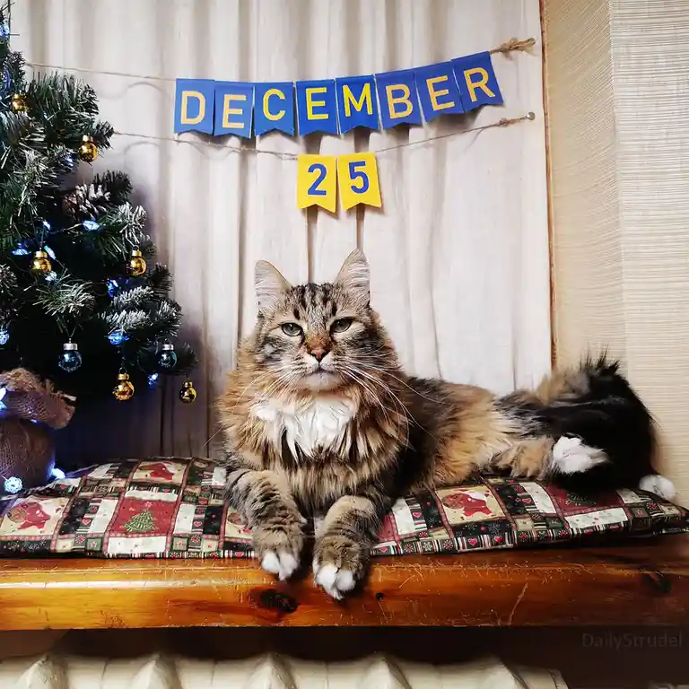 A fluffy tabby cat with green eyes sits regally on a festive, patterned cushion atop a wooden surface, looking directly at…