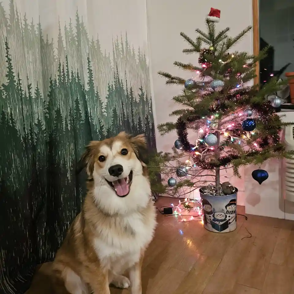 A happy, panting dog with brown and white fur sits in front of a decorated Christmas tree adorned with blue ornaments…