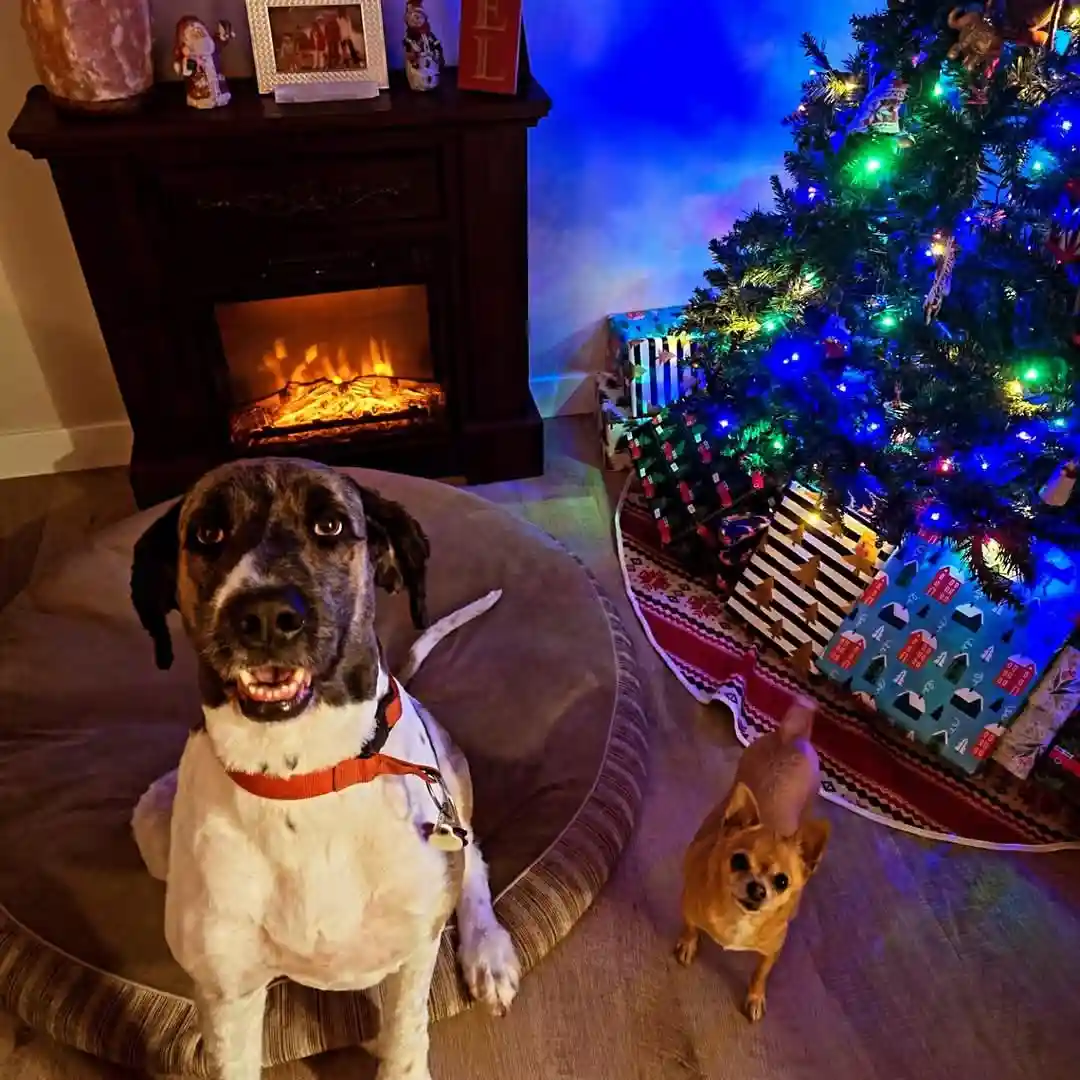 A large brindle and white dog sits proudly on a circular dog bed in front of a lit fireplace, looking directly at the camera…