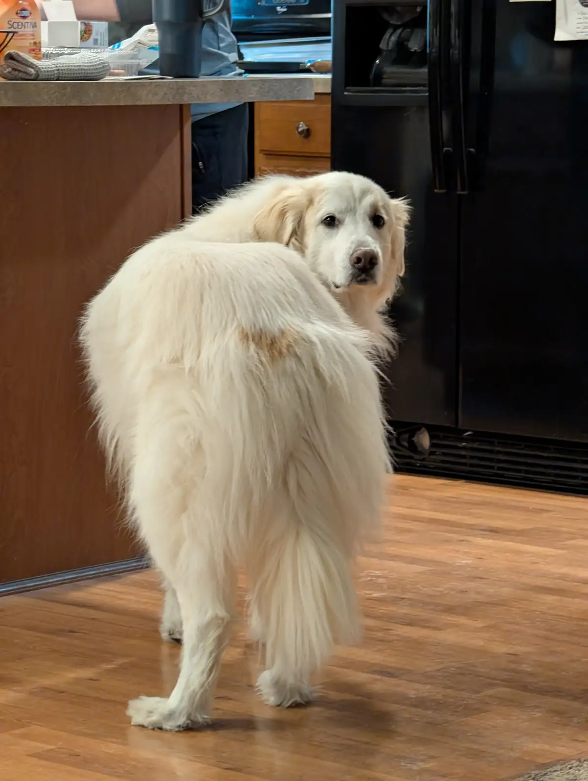 A fluffy white dog stands in a kitchen, facing the camera with a guilty expression while a noticeable brown stain is visible…