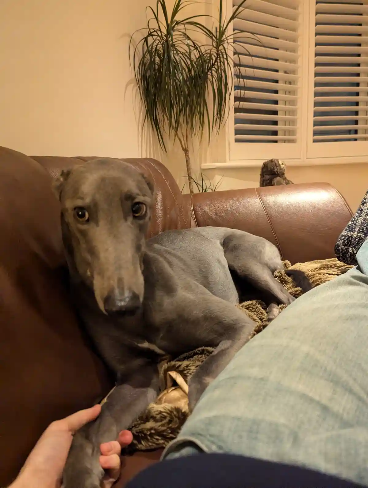 A grey whippet dog lies on a brown leather couch, looking directly at the camera with a sad, disappointed expression while a…