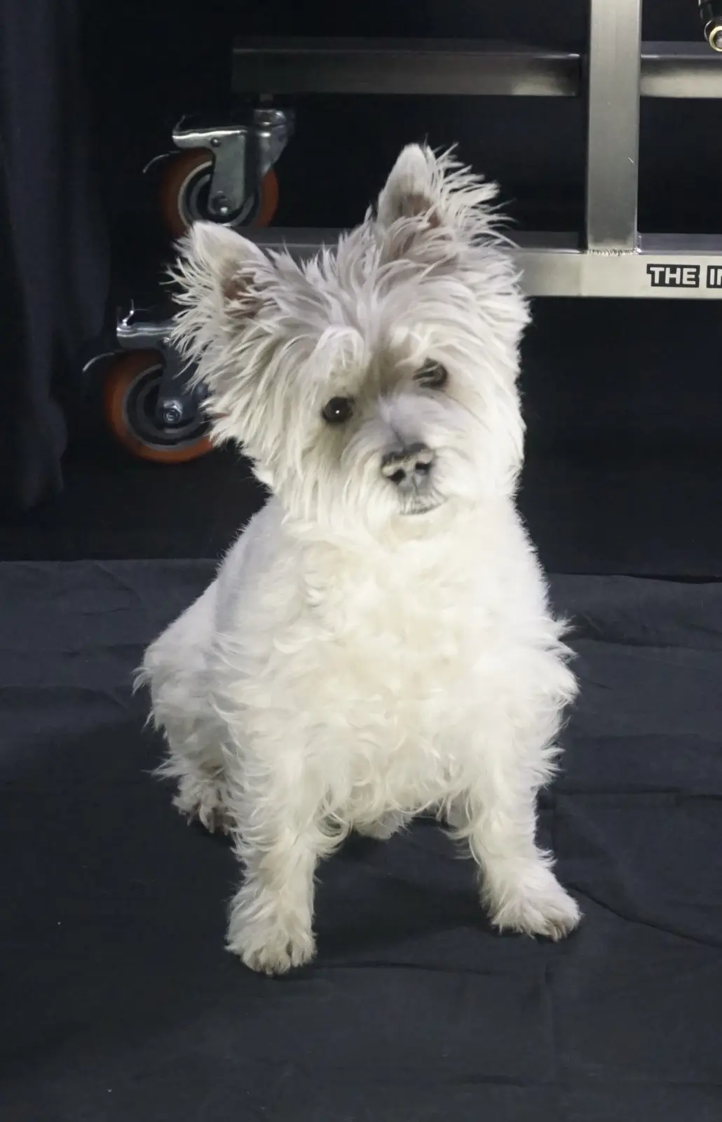 Lily Bella Steals the Spotlight During a Product Shoot – Adorable!