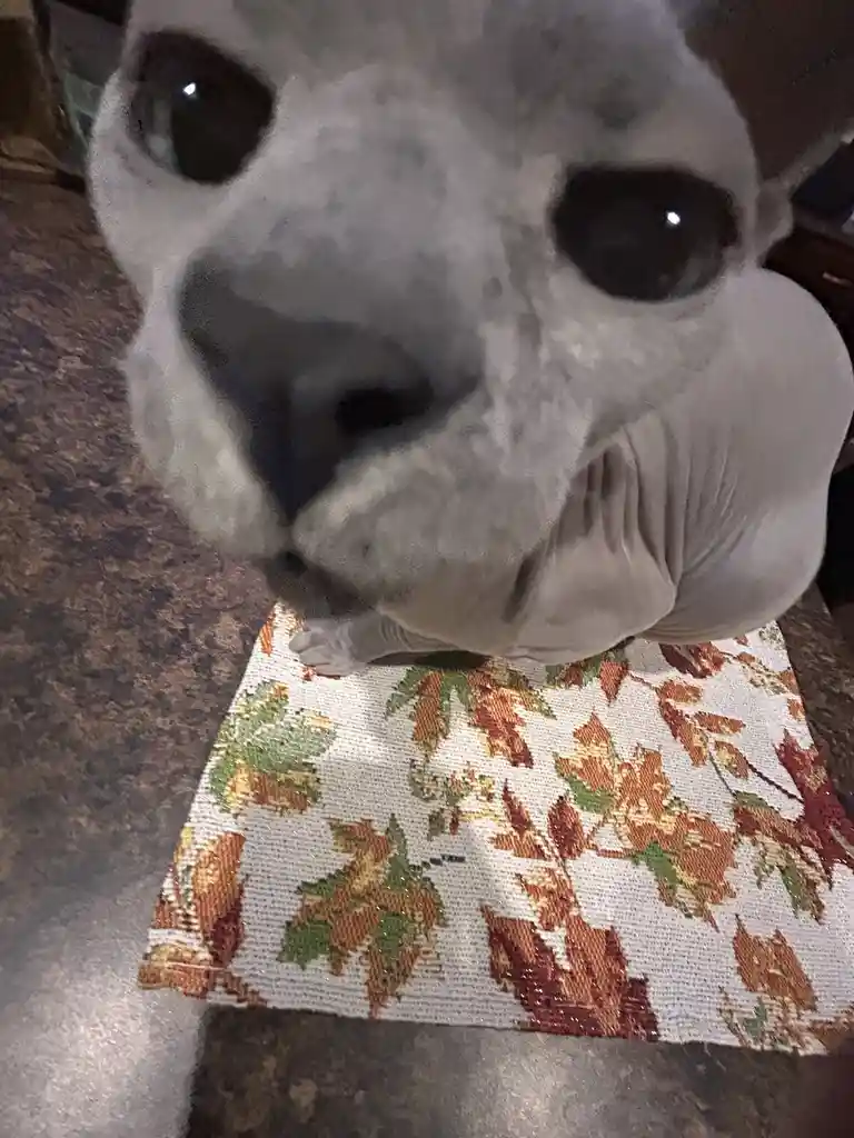 A close-up photo shows a grey, wrinkly dog with large, dark eyes looking directly at the camera, its snout and front paws…