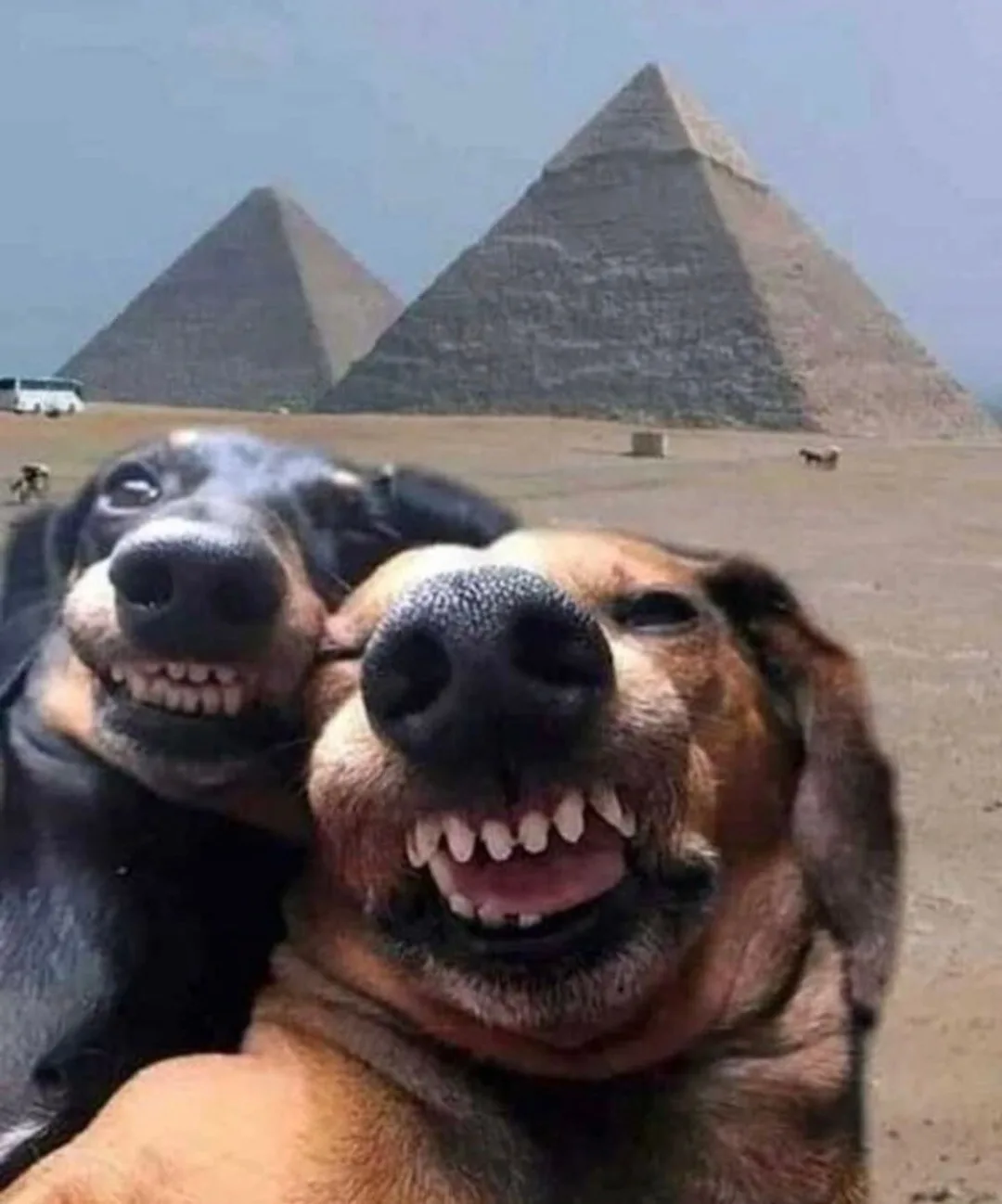 Two dogs with wide, toothy grins are taking a selfie in front of the pyramids of Giza. The dog in the foreground has a brown…