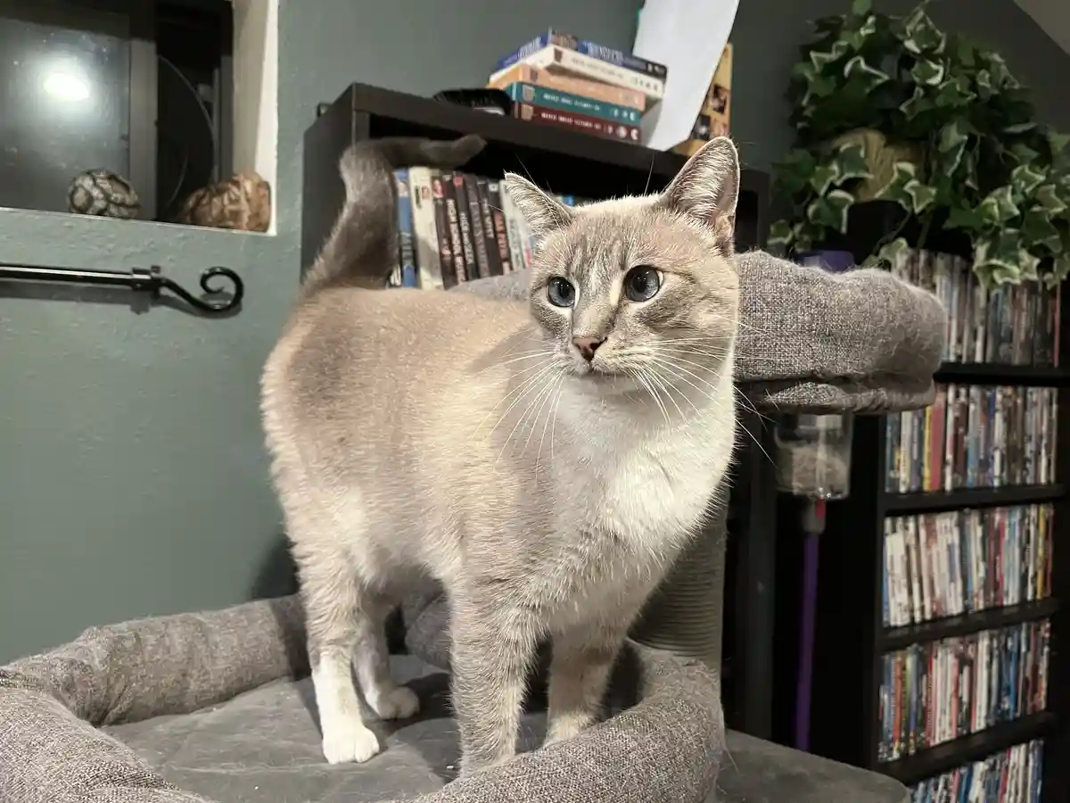 A light gray cat with blue eyes stands alert on a gray cat tree, looking directly at the camera with a serious expression…
