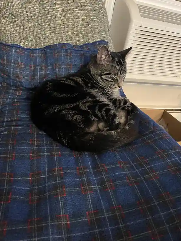 A gray tabby cat is curled up and sleeping soundly on a blue plaid blanket draped over a chair, with its eyes closed and…