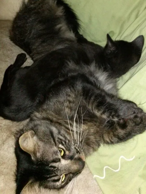 A black cat with tabby markings lies on its back on a green blanket, looking directly at the camera with wide, yellow eyes…