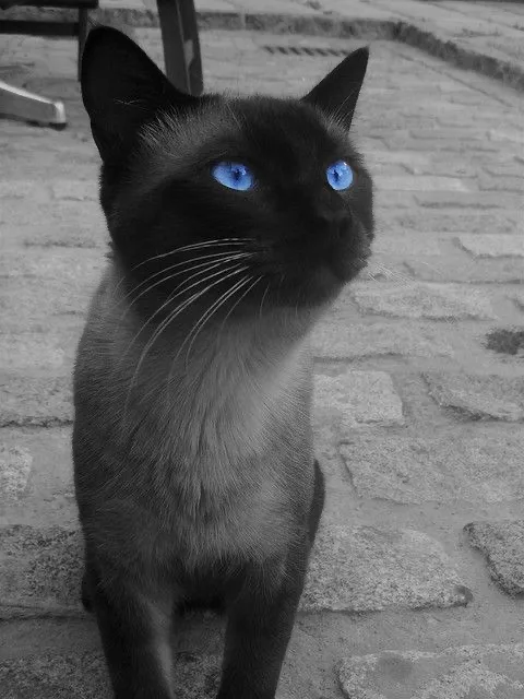A black-and-white photo of a cat with its fur and surroundings desaturated, except for its eyes, which are vividly colored…