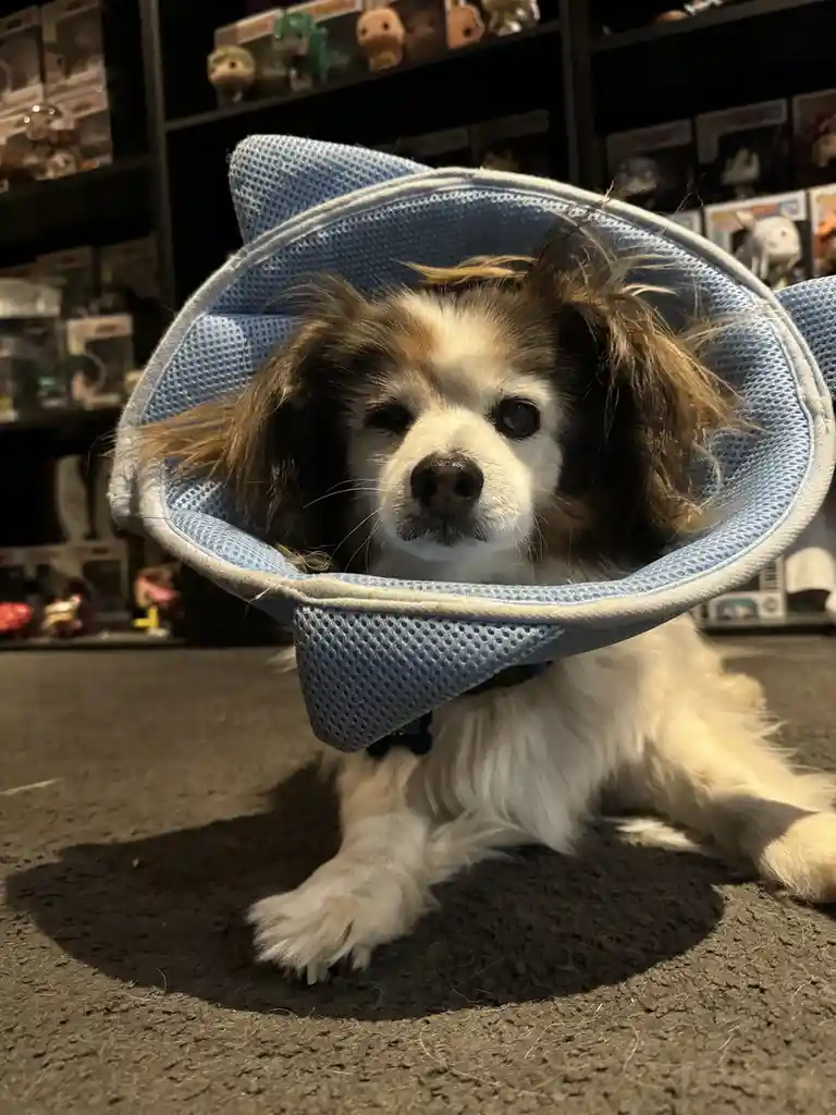 A small, fluffy dog with brown and white fur lies on a dark carpet, wearing a light blue mesh cone collar with cat-ear-like…