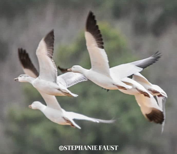 A photograph of several white geese in flight, their wings spread with dark tips, against a blurred natural background. The…