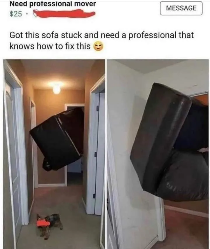 A Craigslist-style ad for a $25 mover is shown above two photos: one of a small dog wearing a red harness looking up at a…