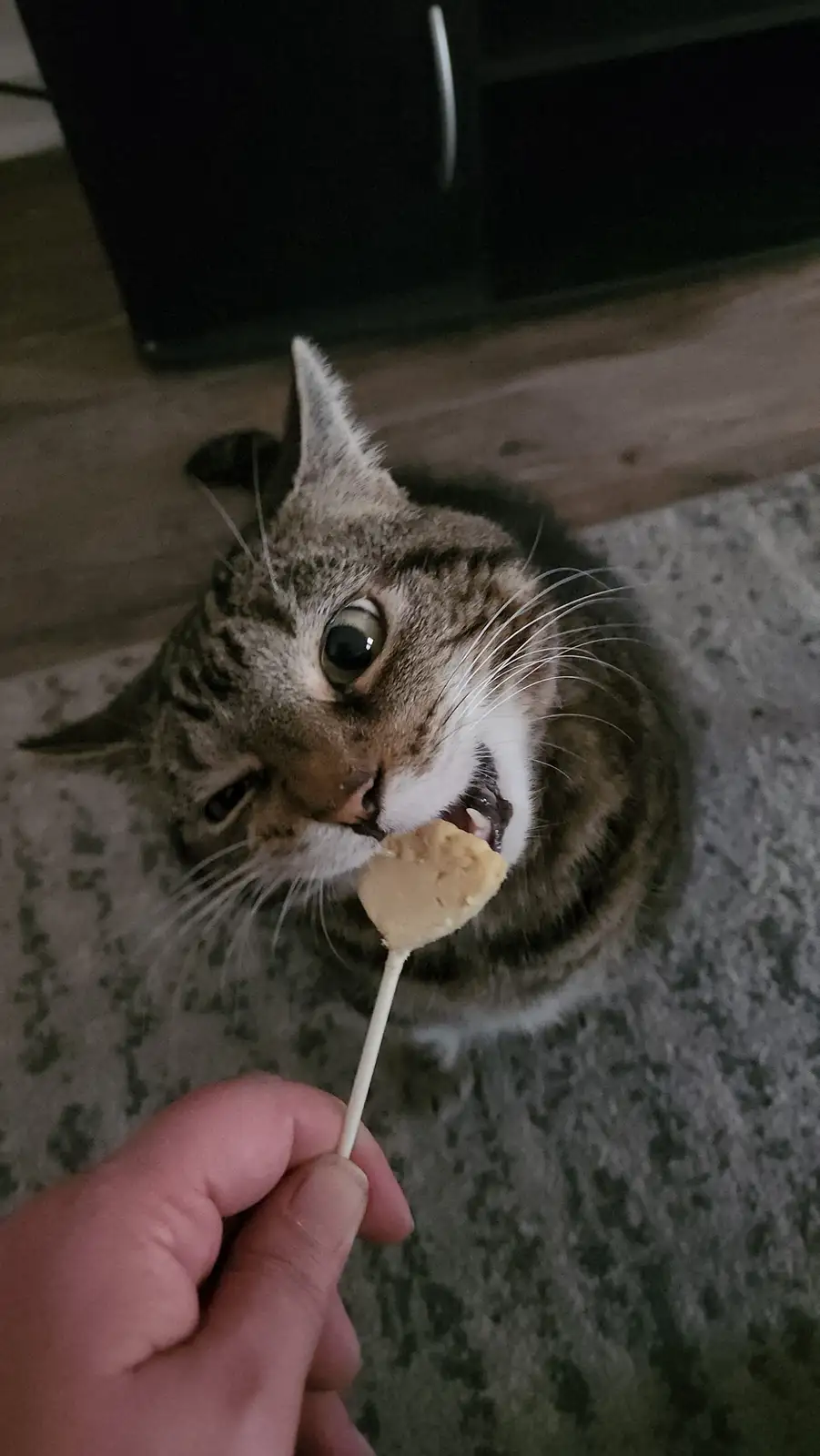 A tabby cat with wide, startled eyes is being fed a peanut butter treat on a stick by a human hand. The cat is looking up at…