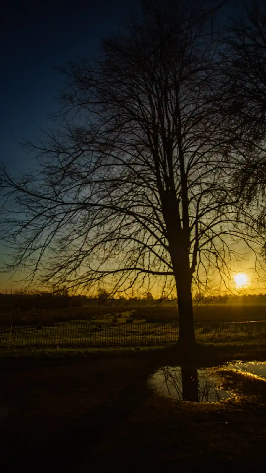 A silhouette of a bare tree stands against a sunset sky, its branches stark against the fading light. A small puddle in the…