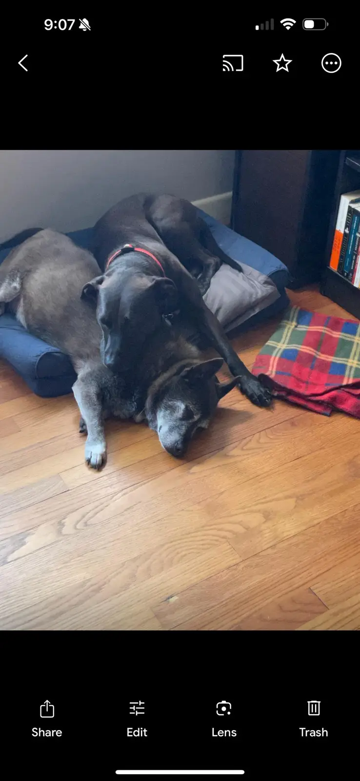 Two dogs are resting on a blue dog bed and wooden floor; one dark-colored dog lies on its side with its head on the floor…