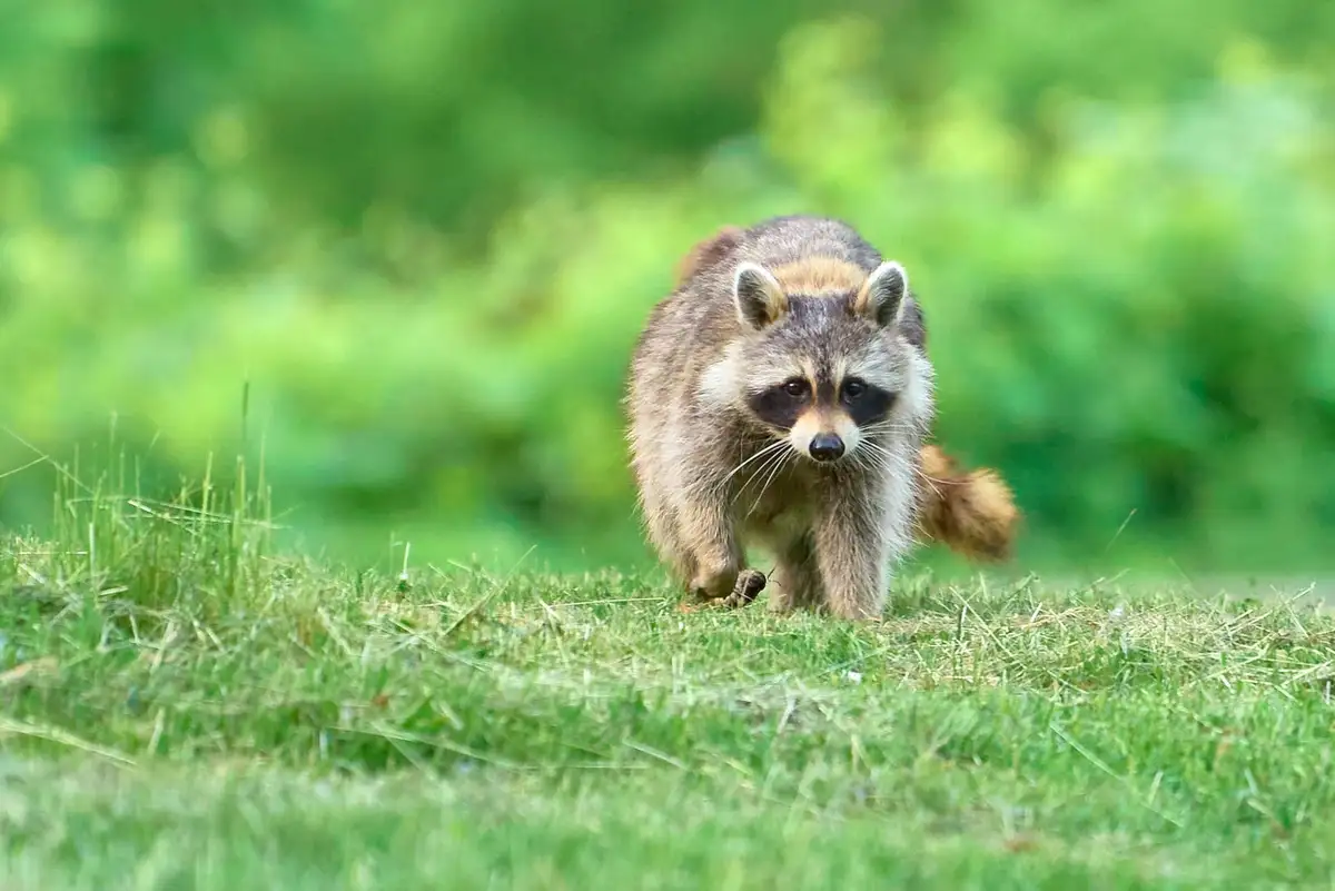 A raccoon walks confidently toward the camera across a grassy field with a blurred green background. The image has text…
