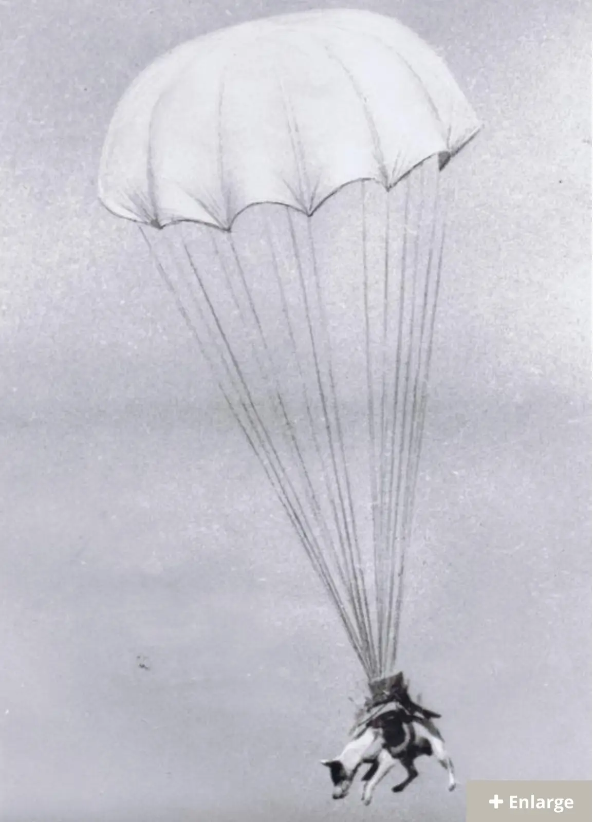 A black and white historical photograph shows a horse with a rider suspended beneath a large parachute, descending through a…