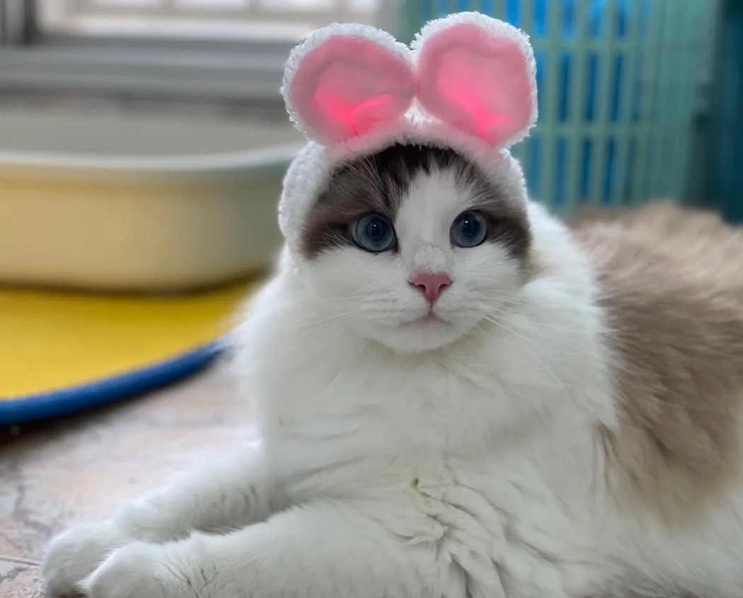 A stylish hairband for the sassy cat lover