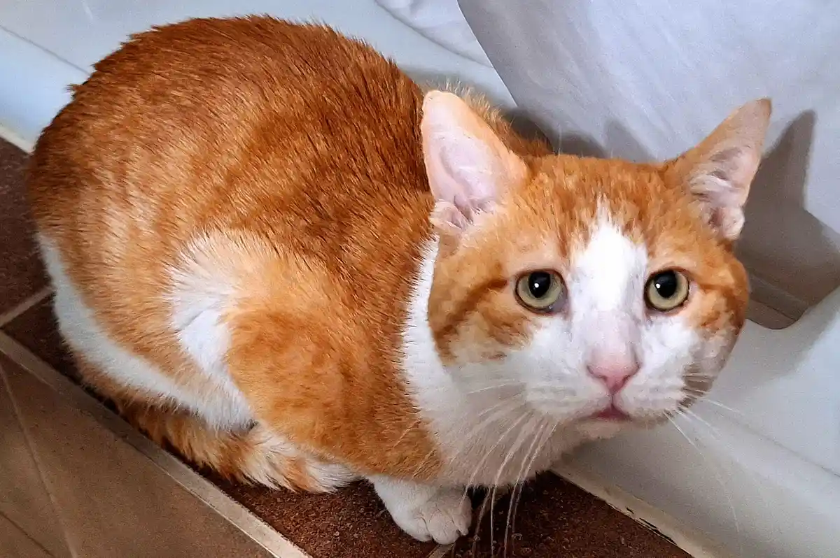 An orange and white cat is sitting on a brown carpeted surface near a white wall or baseboard, looking directly at the…