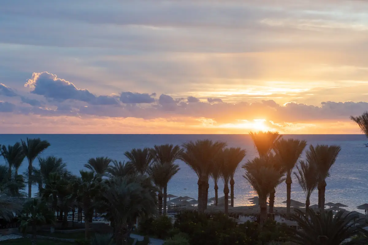 A serene tropical sunset over the ocean with palm trees silhouetted against a vibrant orange and purple sky. The overlaid…