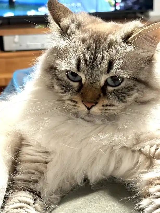 A close-up photo of a fluffy, long-haired cat with grey and white fur and striking blue eyes, looking directly at the camera…
