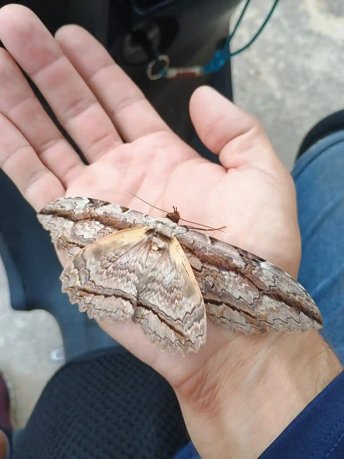 A large, brown and beige moth with intricate leaf-like patterns on its wings rests calmly on an open human palm. The…