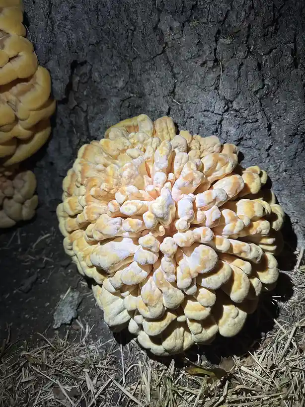 A close-up photo shows a large, textured, yellowish-orange mushroom growing on a dark tree trunk, with a similar mushroom…