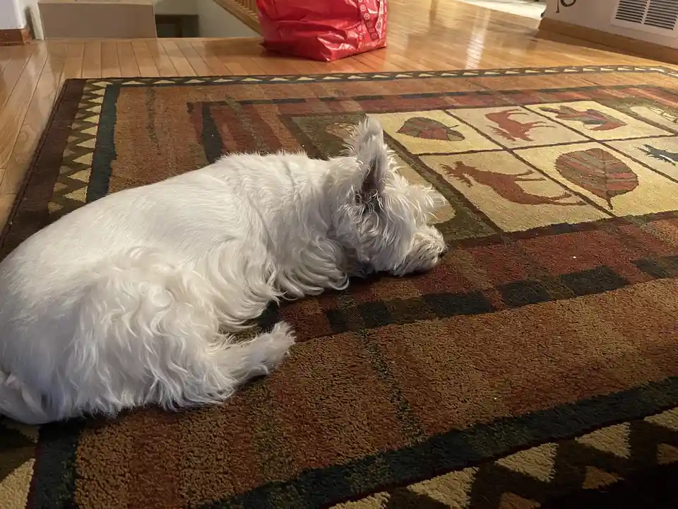 A fluffy white dog is curled up and sleeping on a patterned rug with autumn-themed designs. The dog's eyes are closed, and…