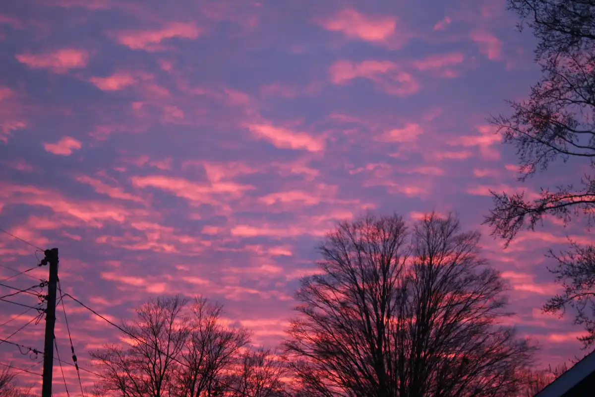 A photograph of a vibrant pink and purple sunset sky with scattered clouds, framed by the dark silhouettes of bare trees and…