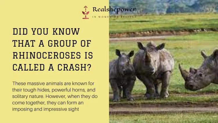 The image shows three rhinoceroses standing together in a grassy field. The left side has a yellow background with black…