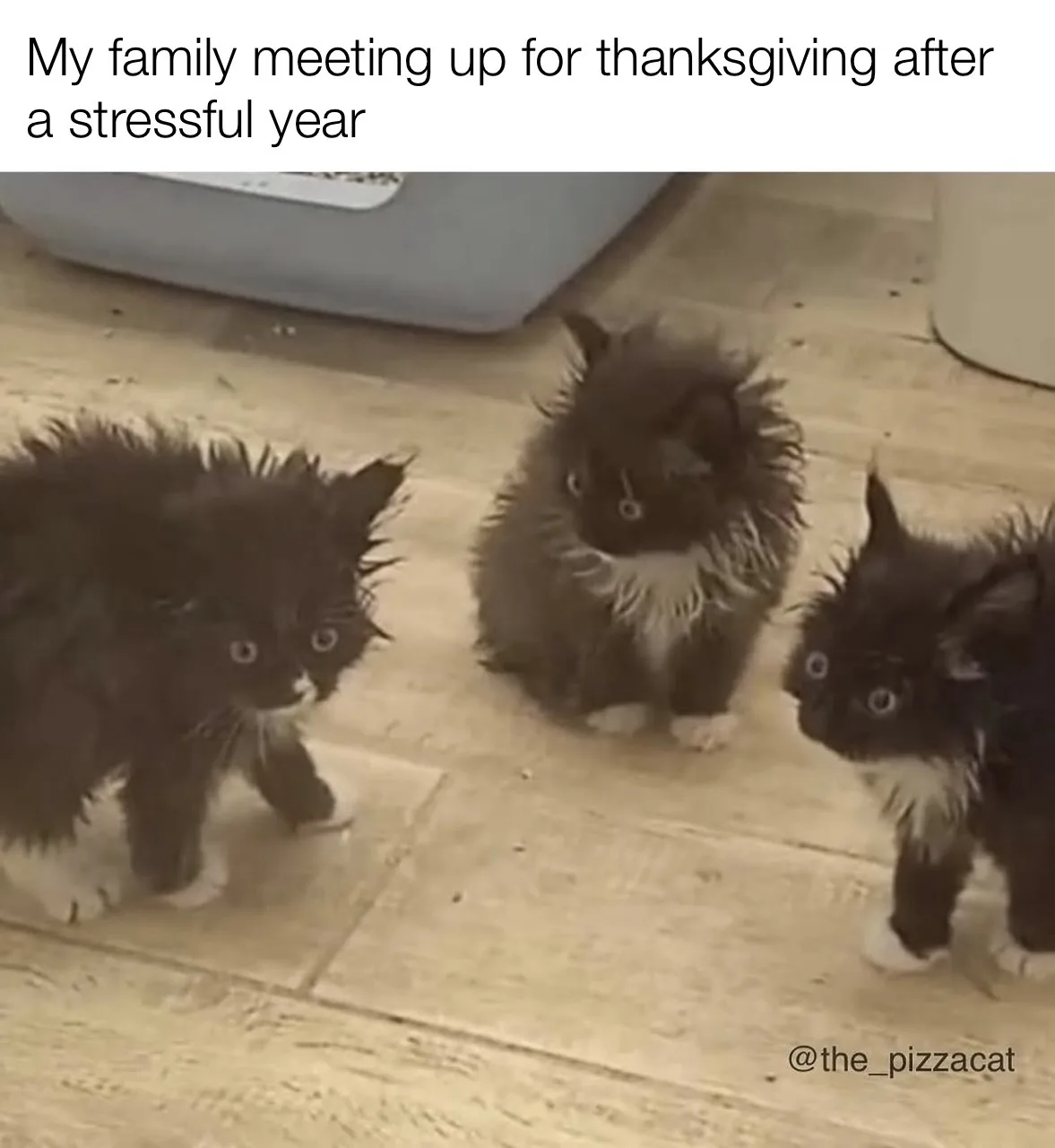 Three fluffy, scruffy black-and-white kittens with wide, startled eyes stand on a light-colored tiled floor, looking anxious…