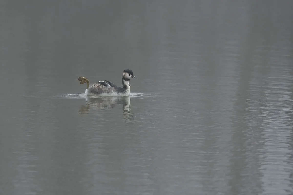A grebe-like water bird is swimming in calm, gray water, with its webbed foot raised and bent awkwardly upward, resembling a…
