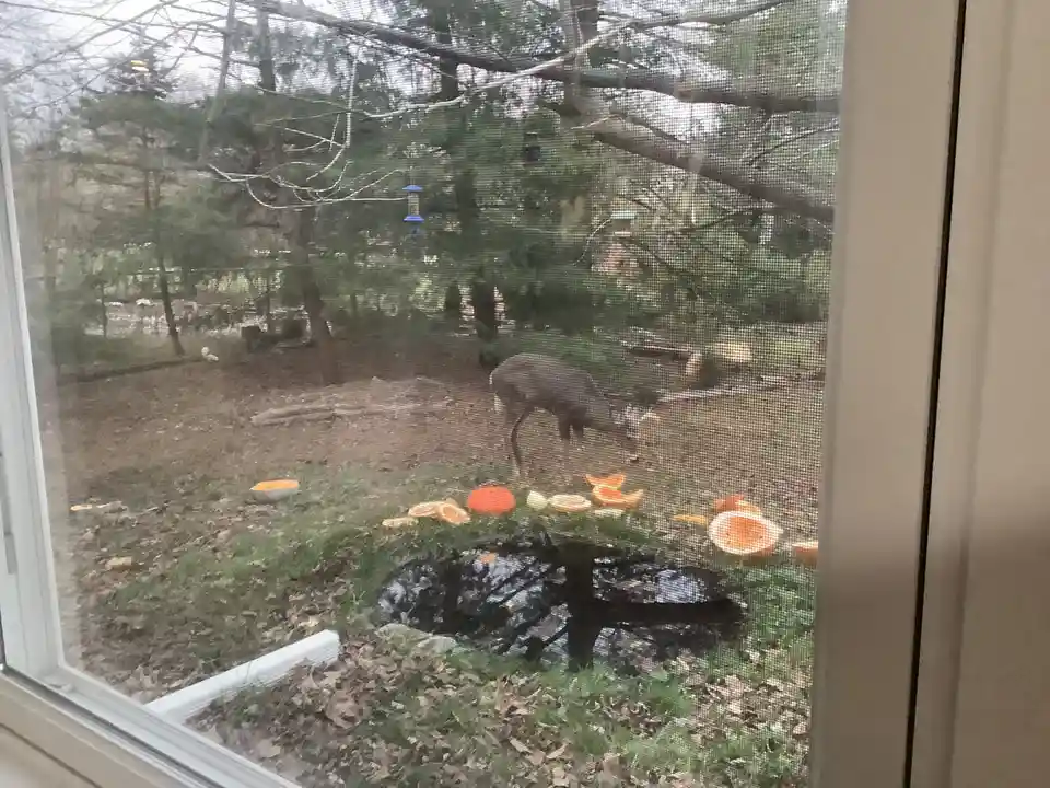 A deer is seen through a screen door in a yard scattered with orange pumpkin halves, with trees and a bird feeder in the…