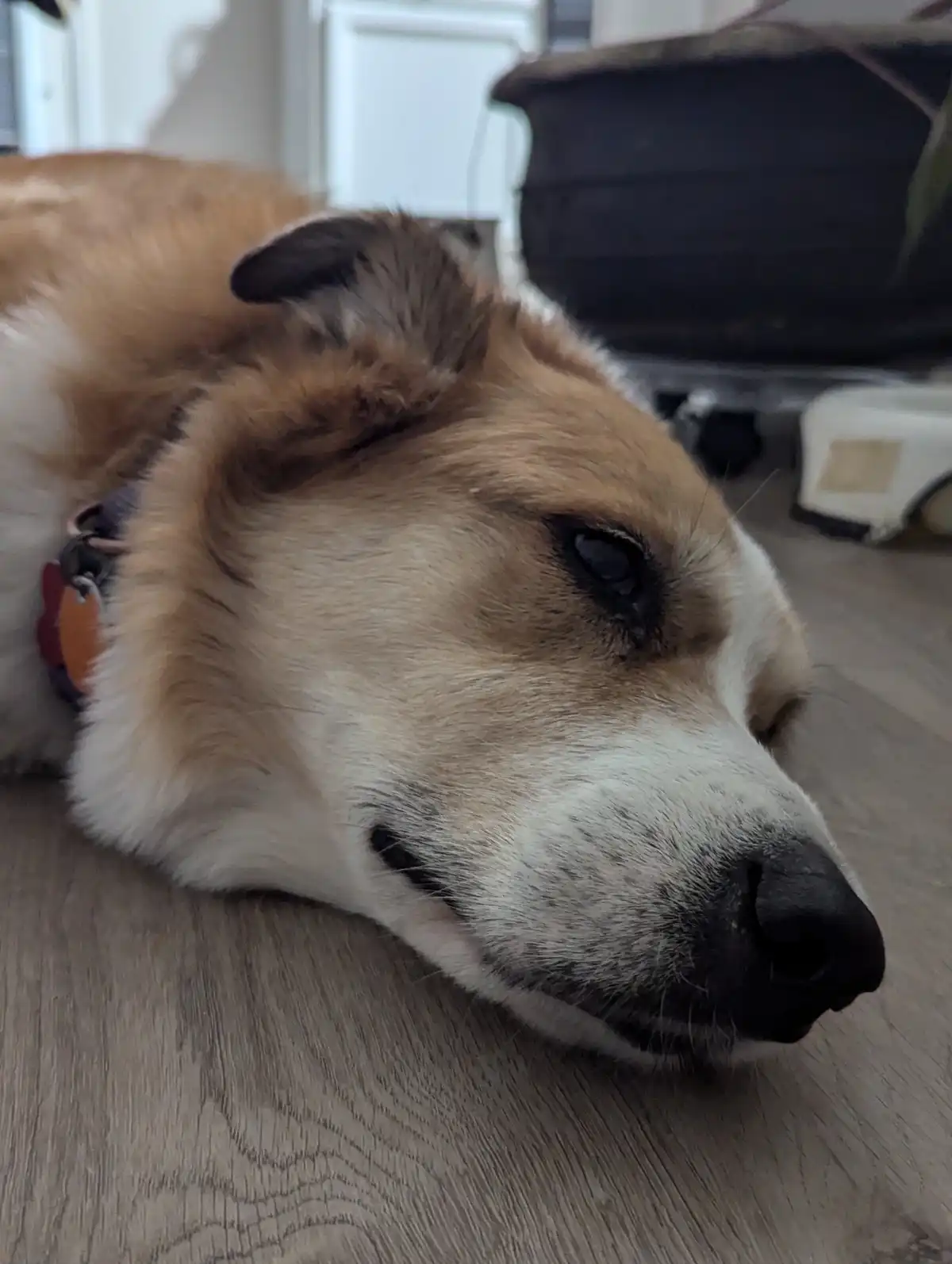 A close-up photo of a tan and white dog lying on a light wood floor, looking sleepy with one eye half-closed. The dog wears…