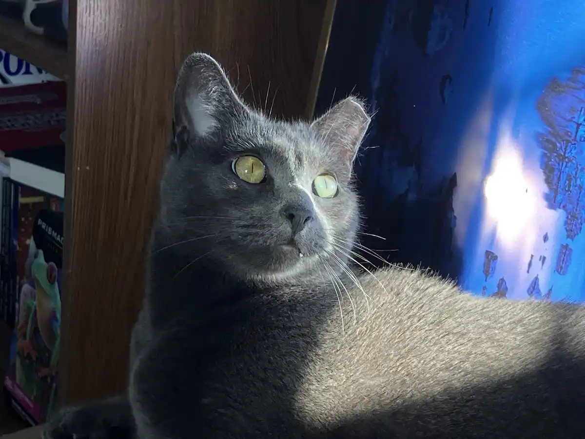 A close-up photo of a gray cat with striking yellow-green eyes looking upward, partially illuminated by sunlight. The cat's…