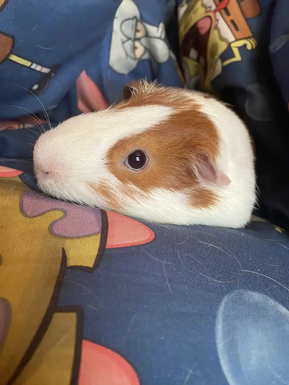A close-up of a brown and white guinea pig resting its head on a blue blanket with cartoon characters, looking directly at…