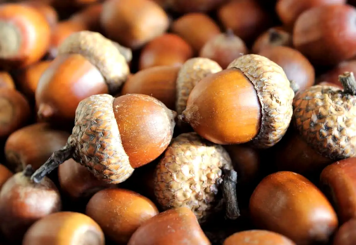 A close-up photo shows a pile of brown acorns with textured caps and stems, some in focus and others blurred in the…