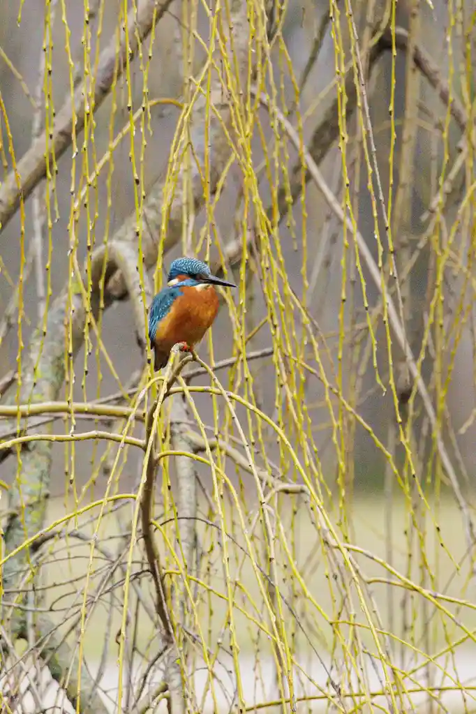 A vibrant kingfisher bird with blue head and chest, orange belly, and black beak perches on a thin branch amidst a tangle of…