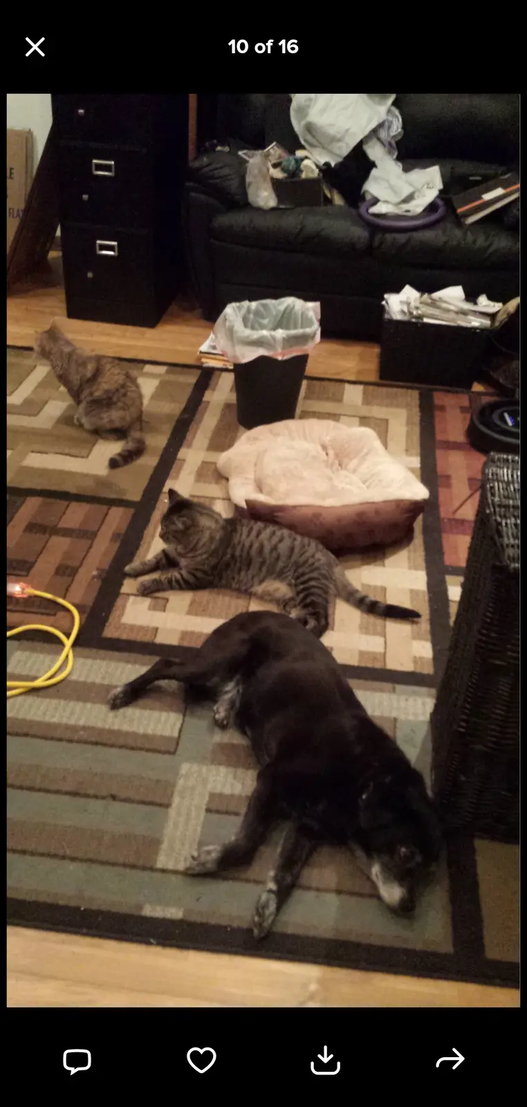 A black dog lies sprawled out on a patterned rug, appearing deeply relaxed or asleep, while two tabby cats are nearby—one…