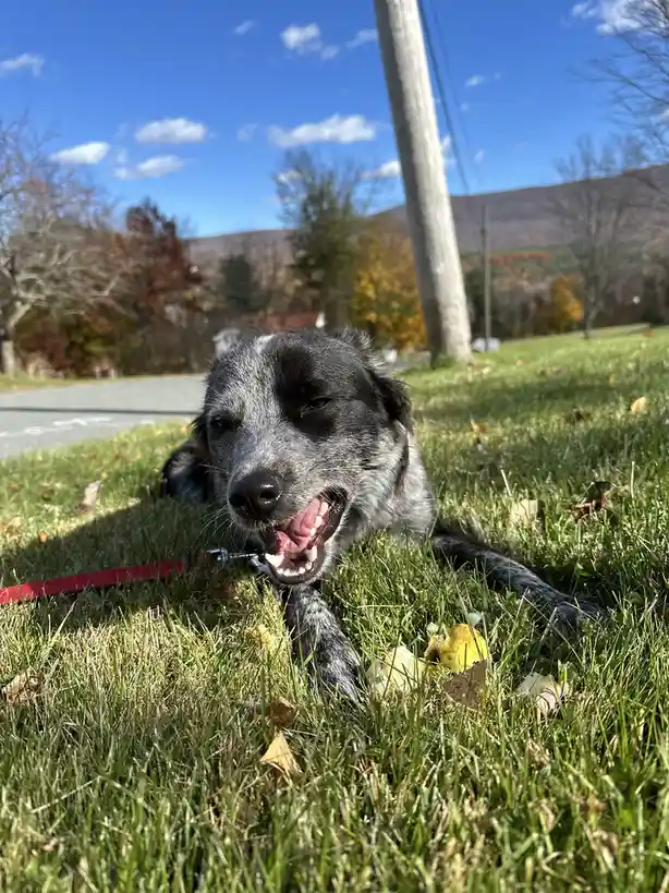 A black and white speckled dog lies on green grass with autumn leaves, mouth wide open in a grin, next to a partially eaten…
