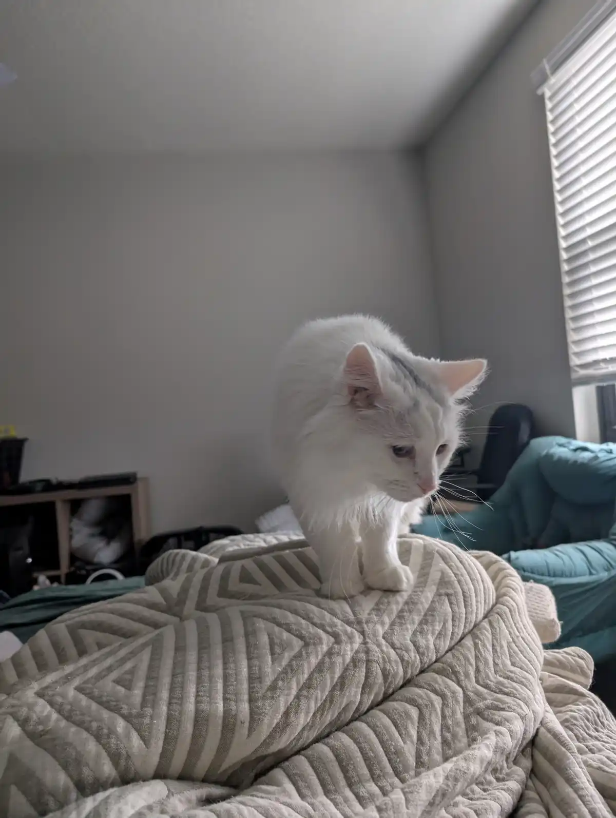A fluffy white cat with gray markings stands on a patterned gray and white blanket in a bedroom, looking down with a tired…