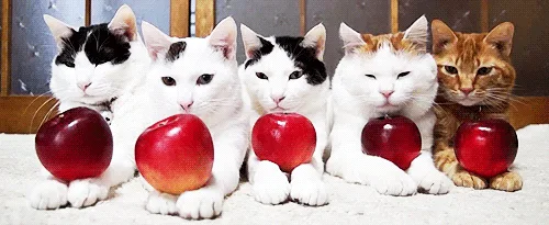 Two identical horizontal rows of cats, each holding a red apple, are displayed one above the other. The cats, of various…