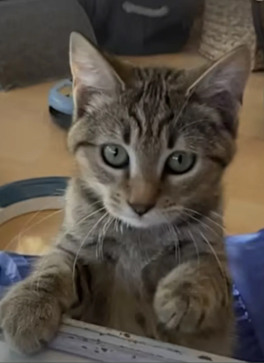A tabby kitten with wide, innocent eyes and striped fur is looking directly at the camera, its front paws resting on the…