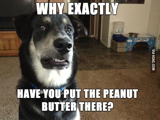 The look of skepticism: Dog edition