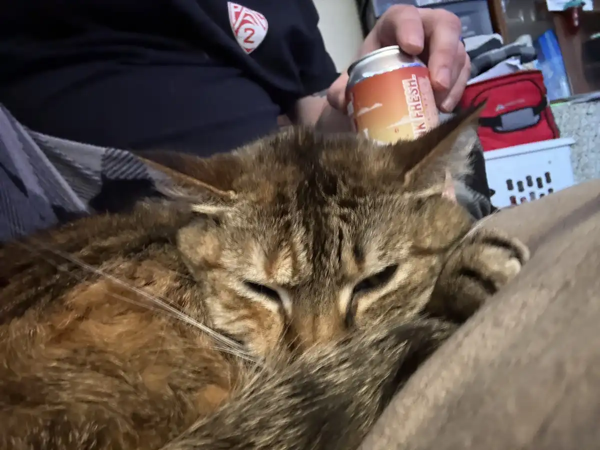 A brown tabby cat is sleeping soundly with its eyes half-closed, resting on a person's lap. The person, wearing a dark shirt…